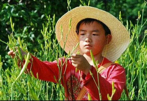 祁东特产黄花菜，爱恨血泪皆情怀