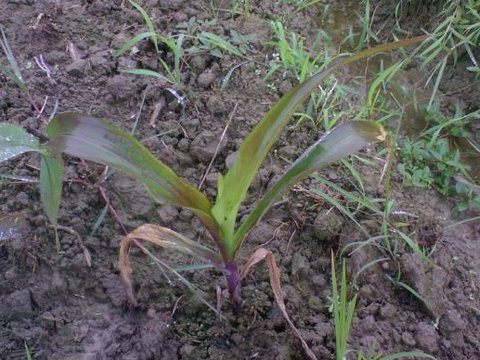 早施磷肥防玉米红苗