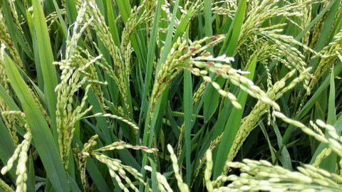 早稻穗期稻穗异常是种子问题、病害、还是药害？