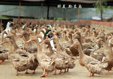 贵州黔东南三穗麻鸭及特色小吃简介