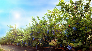 蓝莓产业常见问题