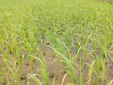 水稻插后10天，叶片出现黄化、斑点的原因及解救办法
