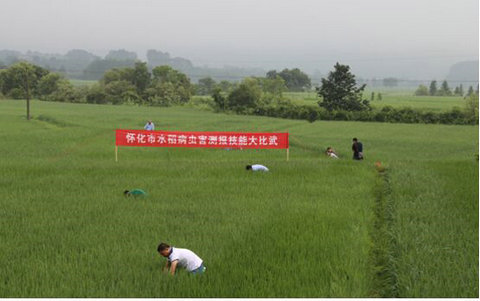 怀化市首次举行水稻病虫害测报技能大比武活动