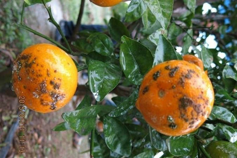 广西热门柑橘品种知多少?