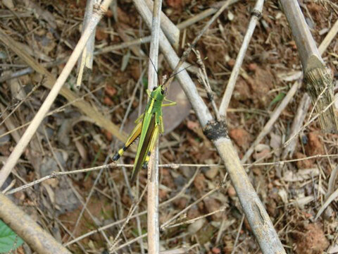 黄脊竹蝗吞噬大片楠竹林，林业部门紧急部署防控
