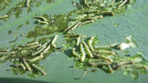 夏日绿荷快治虫