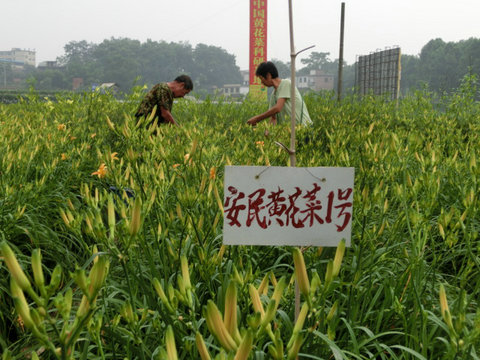 来自中国黄花菜基地的喜讯 黄花菜新品种特性介绍