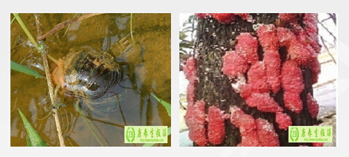 衡阳市平湖公园外来有害生物福寿螺的防控方案