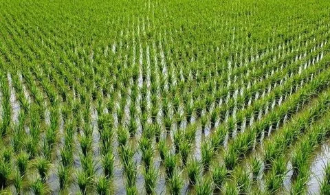 水稻全程管理问答