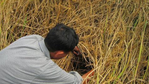 万顷水稻高产丘的“火灾”-- 一季稻螟虫篇
