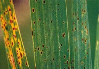 怎么辨别和防治水稻胡麻斑病、赤枯病和稻瘟病？