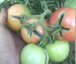 经验介绍：菜农教你如何防止西红柿表面开裂？