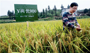 超级稻陷质疑风波：高水高肥不环保 增量不增产