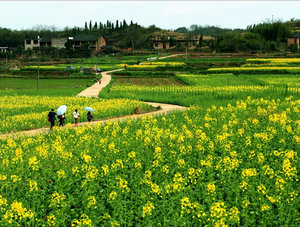 2015/2016年度油菜秋冬种技术指导意见