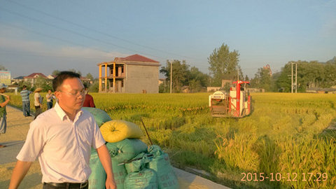 湖南辰溪一季粳稻百亩示范片亩产973.3公斤