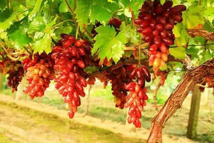 石家庄果树研究所18个葡萄新品种简介