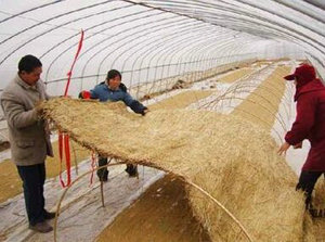 农业部紧急部署强降温雨雪天气防范工作