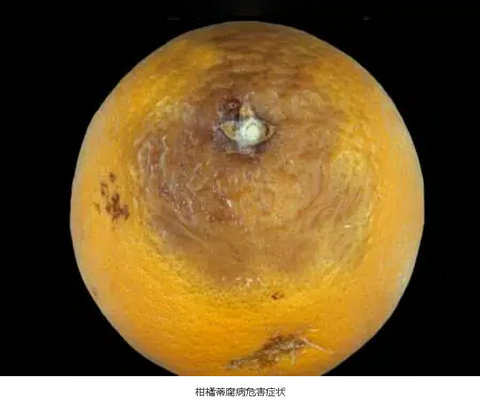 柑橘19种病害危害症状清晰图片与防治方法简介