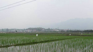 湖南省汨罗市水稻一代二化螟发生期预报及防治措施