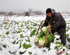 衡阳市农业委员会做好当前强降温雨雪冰冻天气防范工作