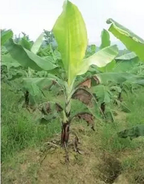 常见杀菌剂药害问题