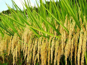 水稻主要病虫害的化学防治及对口药剂选择