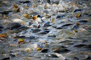 植保人靠提高农产品质量、价格、拓开销路增加农民收入