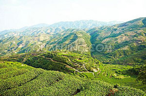 关于赴福建安溪等地学习考察茶叶产业发展的调研报告