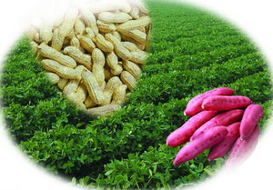 关于印发《湖南省农药使用量零增长行动实施方案》的通知