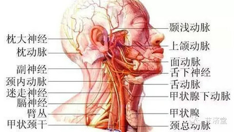  脖子才是身体最致命的部位