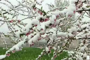 漫天春雪飘常宁