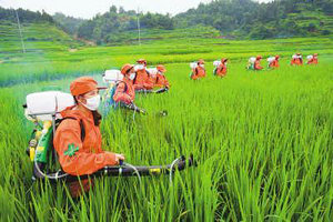 农业部印发2016年防病治虫夺粮食丰收行动方案