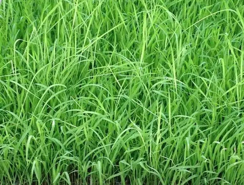 水稻恶苗病及防治