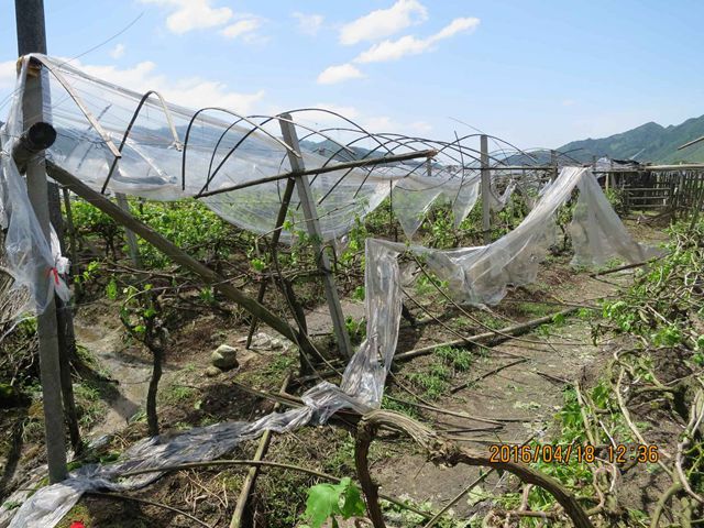 冰雹暴雨对湘南、粤北烤烟和葡萄的影响及灾后管护要点