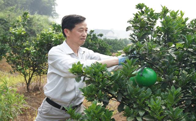  柑橘大实蝇发生与防治意见