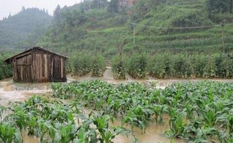  暴雨洪灾过后，农业防灾减灾技术措施