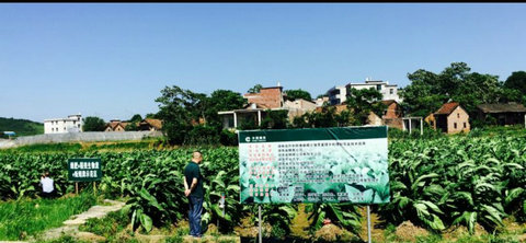 衡阳烟区植烟土壤保育技术研究与应用项目通过现场鉴定