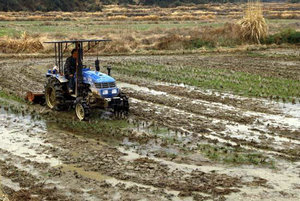  耕地抛荒与中国粮食安全的潜在危机