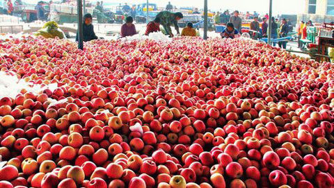 山东省苹果“卖果难”问题调研及相关建议