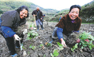 2016年度油菜秋冬种技术指导意见