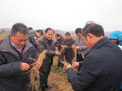 农业部专家组调研指导衡南县病虫害防治工作