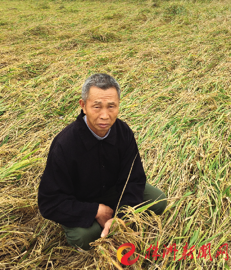 痛心!朱亭镇两万多亩晚稻遭虫灾 多名农户
