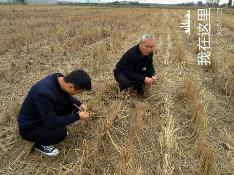 江西永修、九江、泰和等县积极开展二化螟越冬基数调查