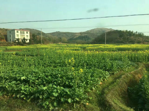 南方油菜春季田间管理技术意见