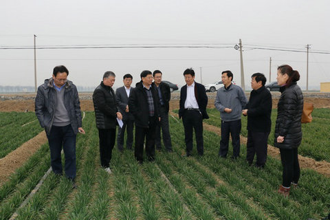 加强小麦春季田间管理和病虫草害防治