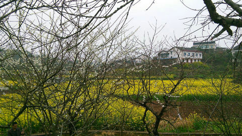 “三八节”踏青九观湖