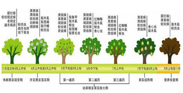 梨树主要病虫害防治技术