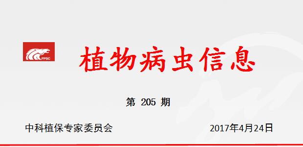 抓好南方春马铃薯晚疫病的防治工作