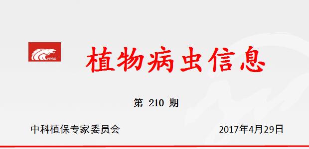 加快我国东部主产麦区小麦条锈病的防治