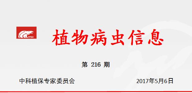 抓好茭白前期病虫害防治工作